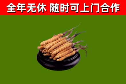 白银市回收散虫草